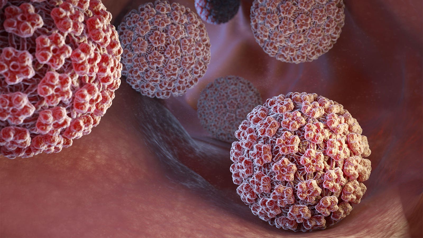 HPV Nedir?